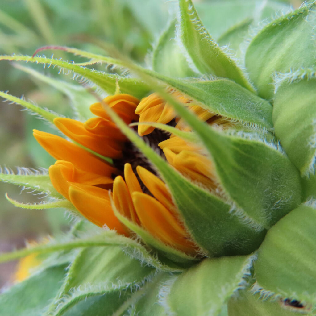 開花直前のヒマワリのつぼみが黄色い花びらをのぞかせている様子