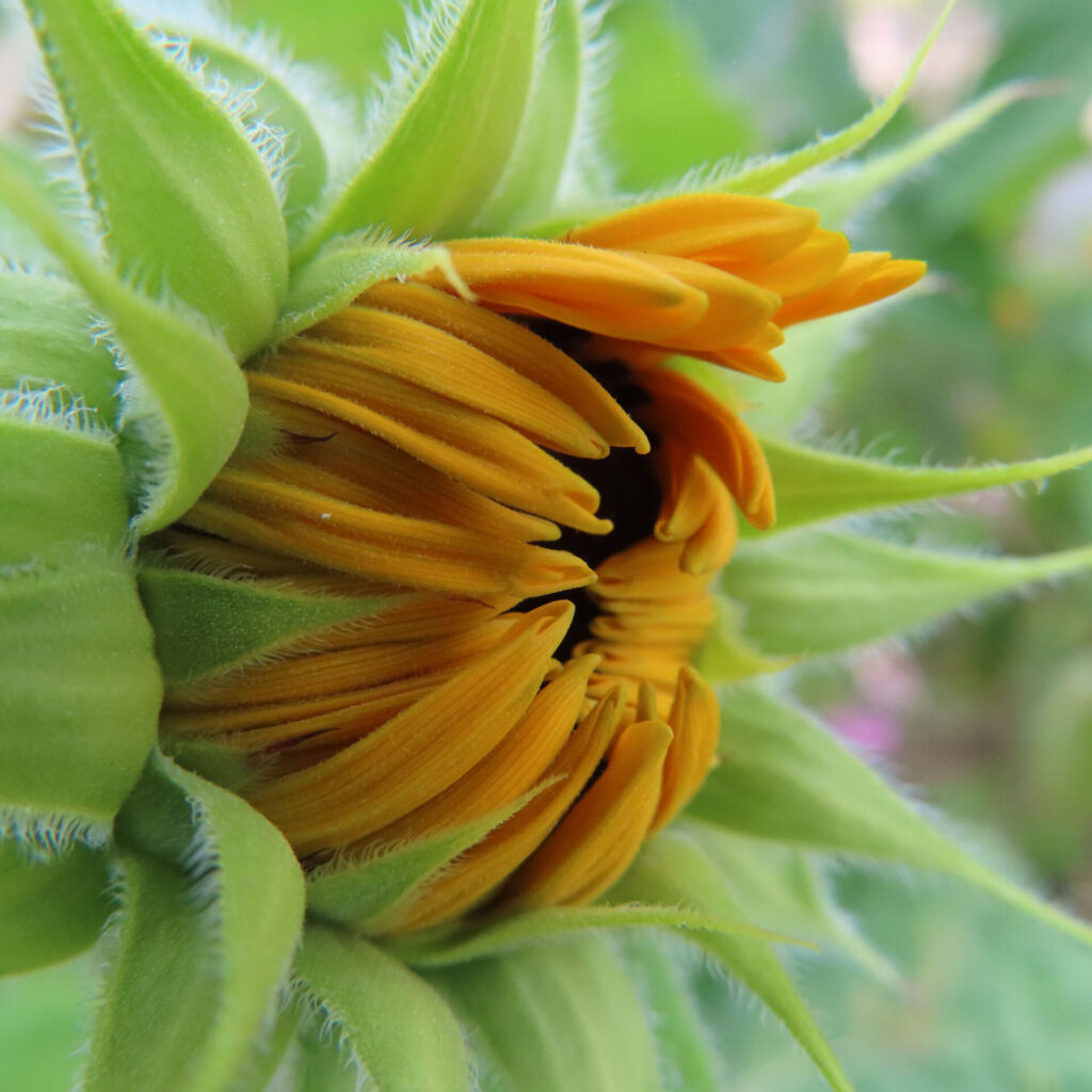 ヒマワリのつぼみがゆっくりと開き始める瞬間のマクロ写真