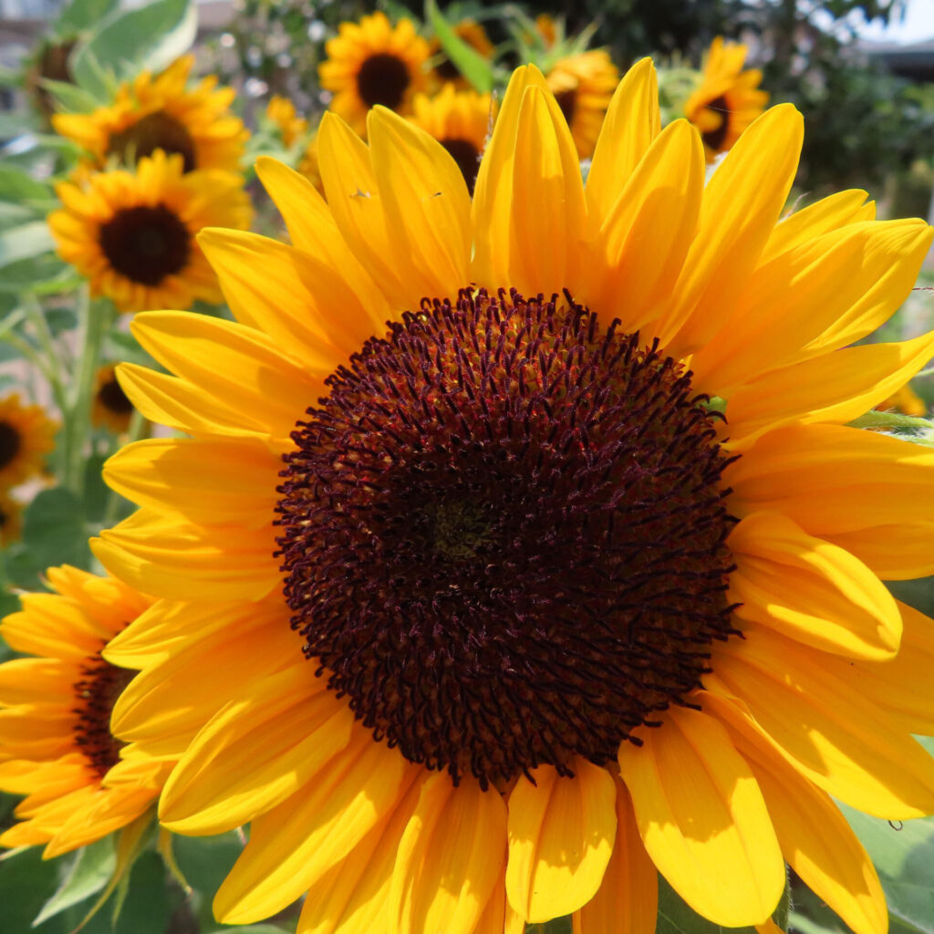 鮮やかな黄色の花びらが輝く夏のヒマワリのアップ写真
