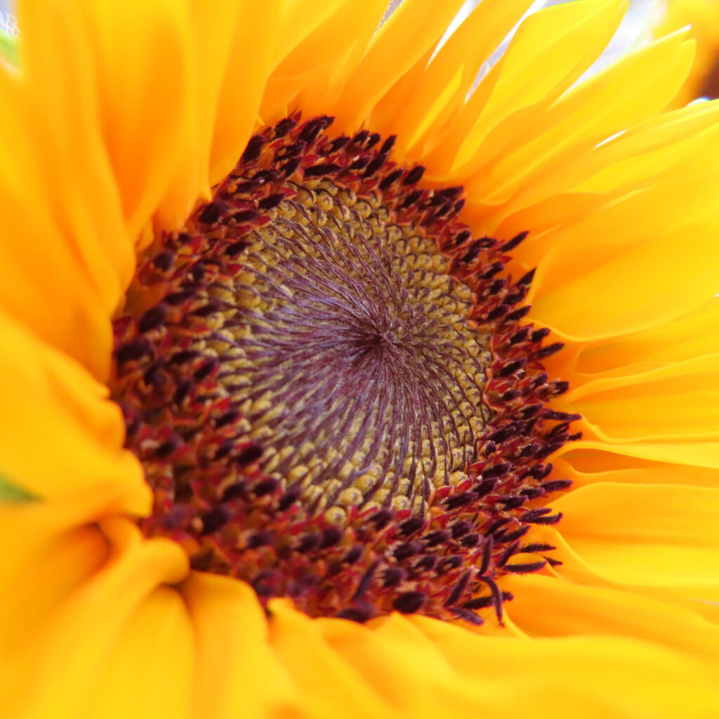 ヒマワリの中心部を斜めから撮影した美しいらせん模様の接写