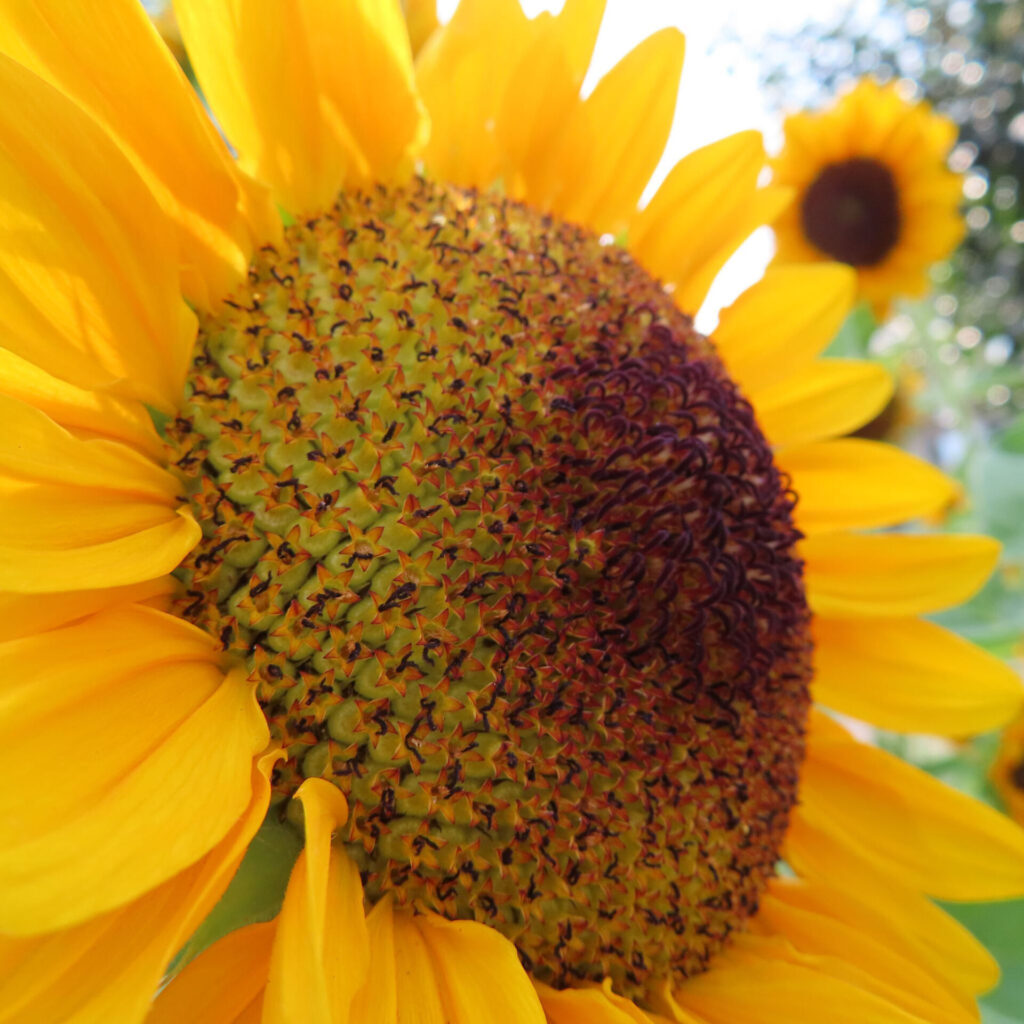 咲き進む過程のヒマワリと周囲に咲く花の自然な風景写真