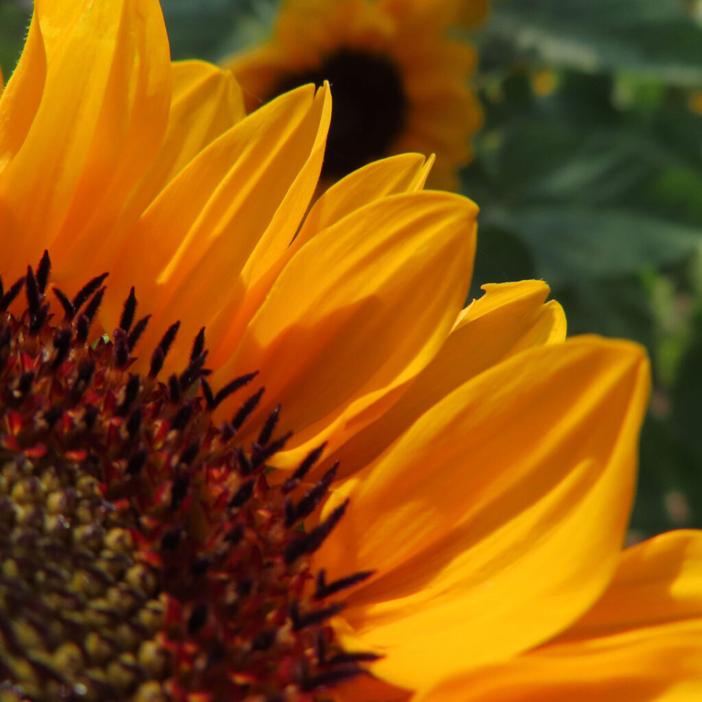 ヒマワリの花びらが光に照らされる夏の美しい一瞬を捉えた写真