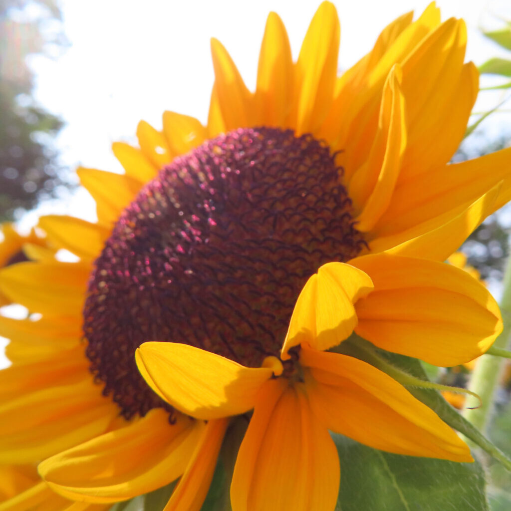 光を浴びて咲くヒマワリの花と背景にぼやけた夏の空気感