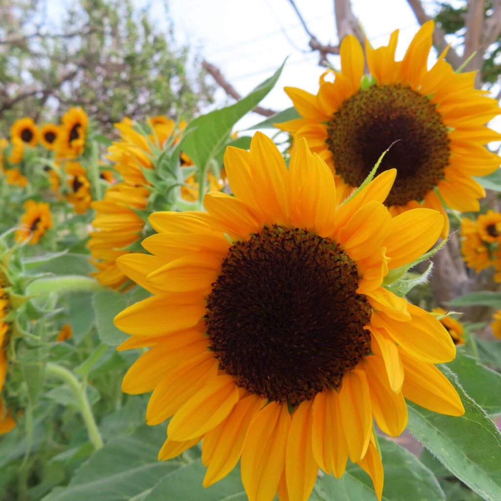 たくさんのヒマワリが咲き誇る花畑の中で一輪を捉えた写真