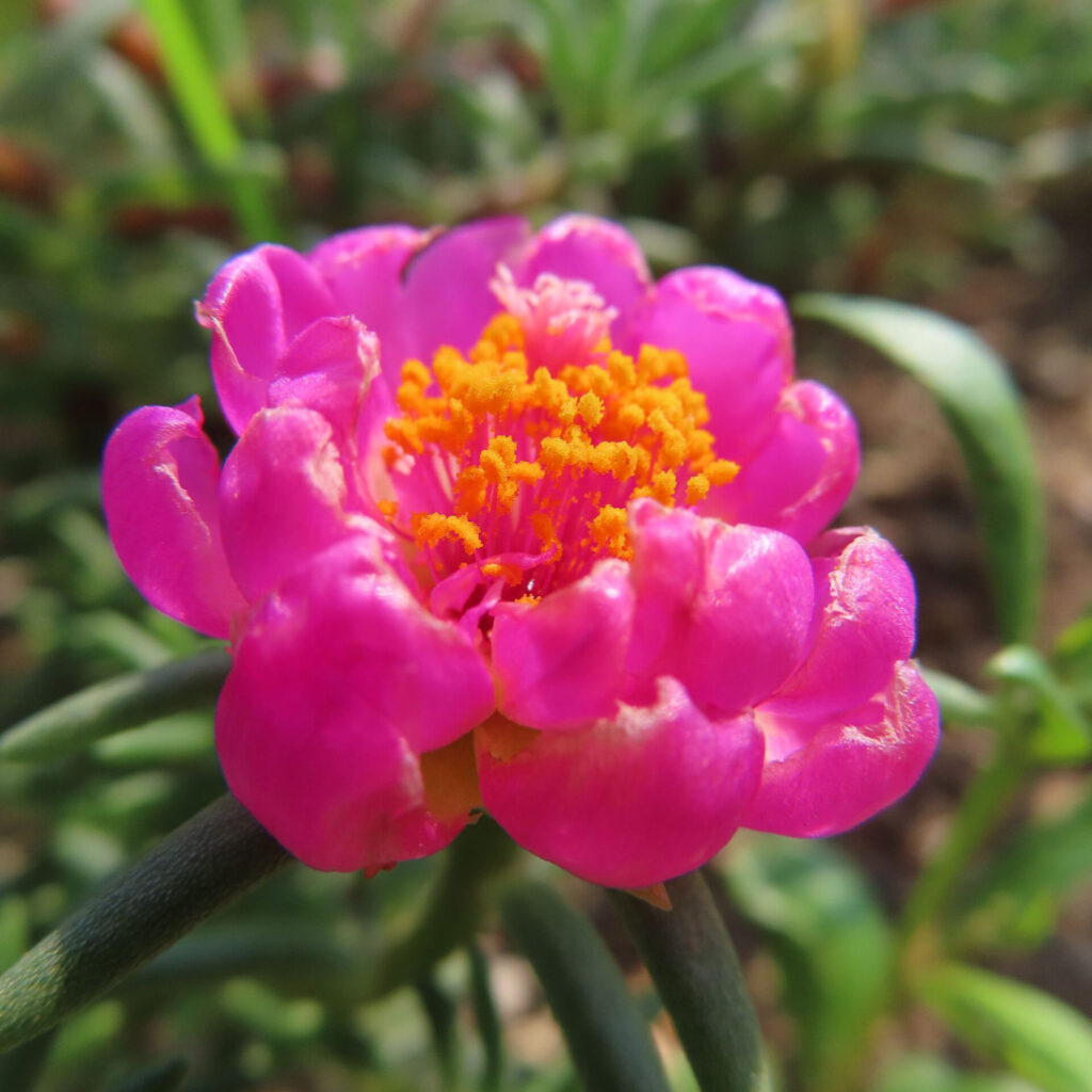 鮮やかなピンク色のマツバボタンの花をマクロ撮影した接写写真