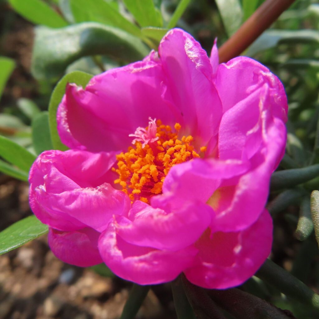 オレンジ色の雄しべが映えるピンクのマツバボタンのクローズアップ