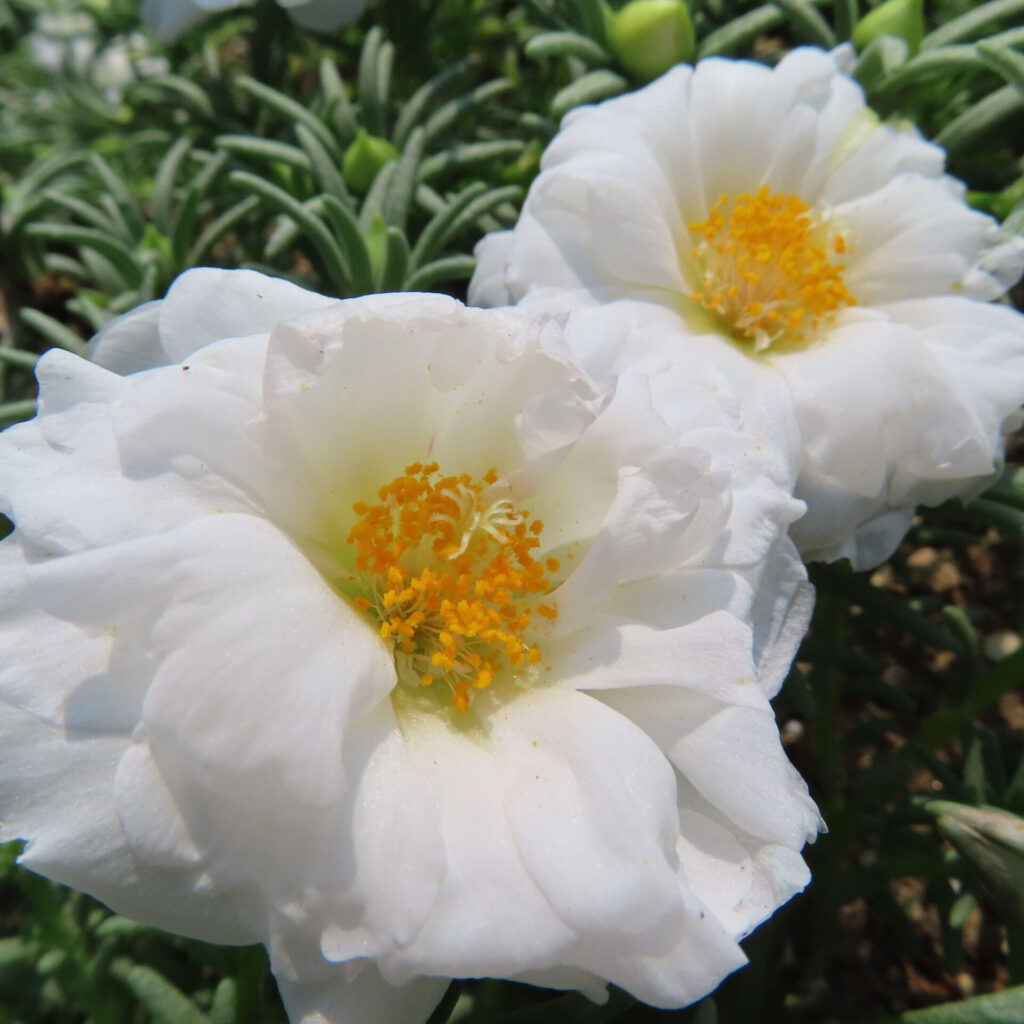 白いマツバボタンの花が2輪咲く清楚な印象の接写写真