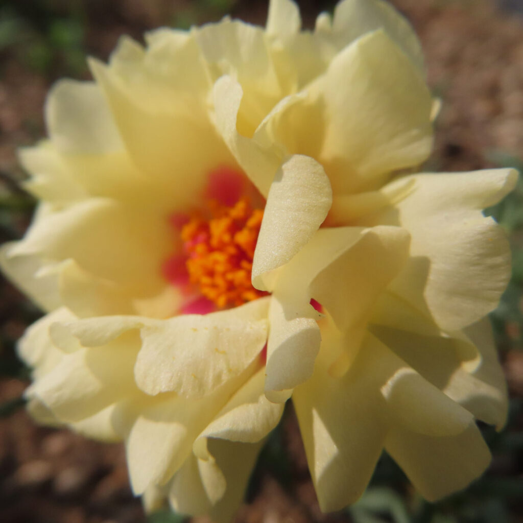 淡いクリーム色のマツバボタンの花びらが柔らかく広がる接写