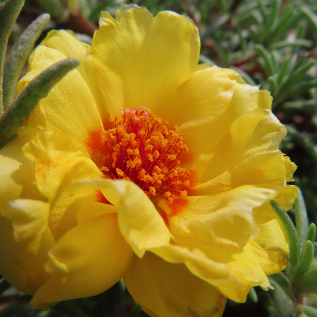 黄色のマツバボタンと赤い花芯のコントラストが美しい写真