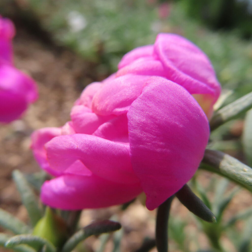 まだ咲きかけのピンクのマツバボタンのつぼみを斜めから撮影