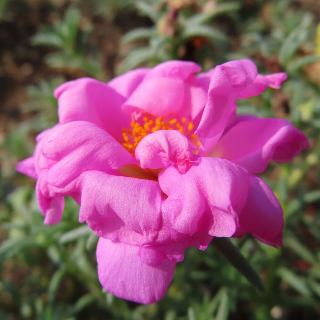 ピンク色のマツバボタンの波打つ花びらを捉えた接写写真