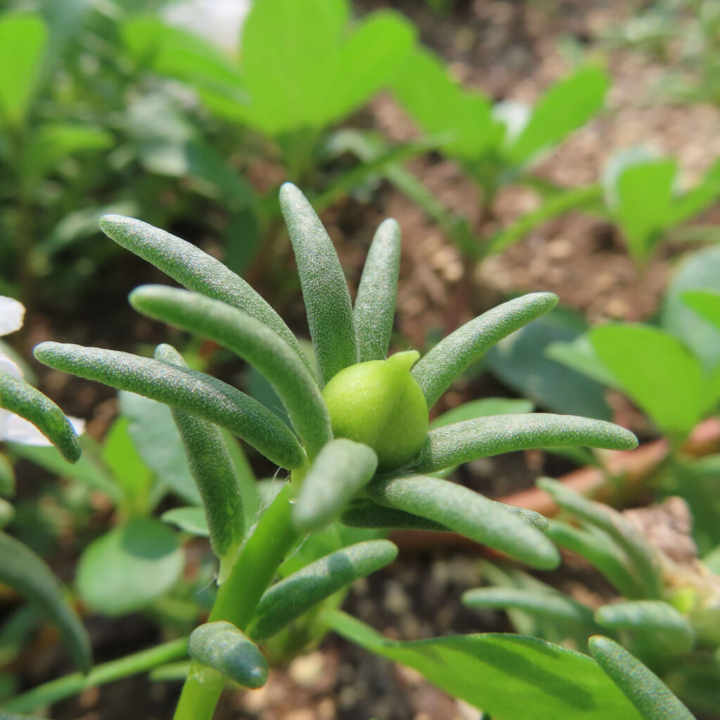 マツバボタンのつぼみと多肉質の葉をクローズアップで撮影