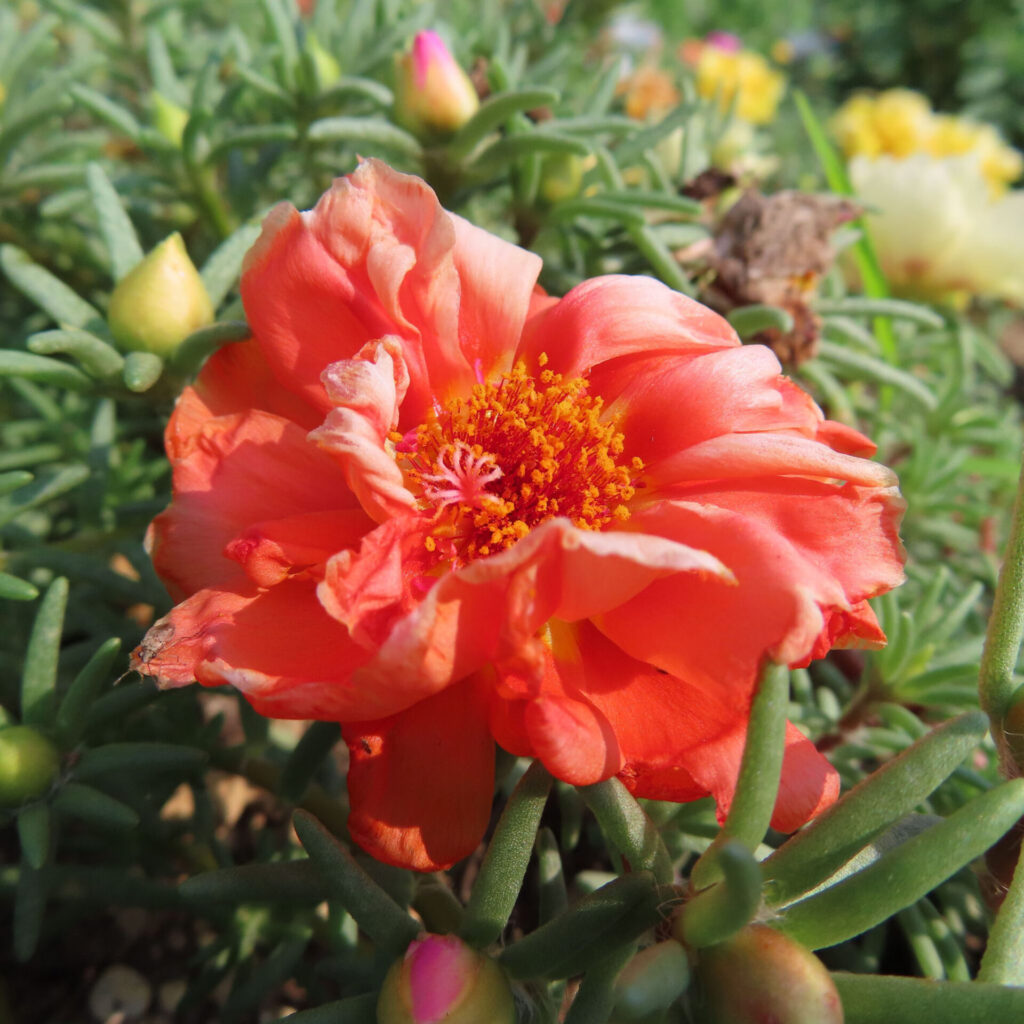 赤オレンジ色のマツバボタンが夏の日差しを浴びる接写写真