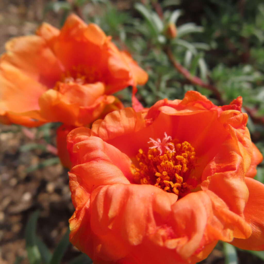 オレンジ色のマツバボタンの花が2輪並んで咲く美しい構図の写真