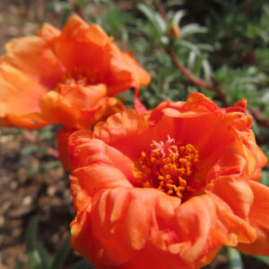 オレンジ色のマツバボタンの花が2輪並んで咲く美しい構図の写真