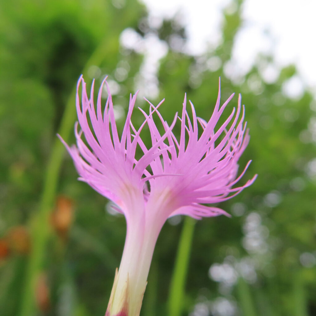 アップで捉えたカワラナデシコの花弁、繊細なピンクのフリルが特徴