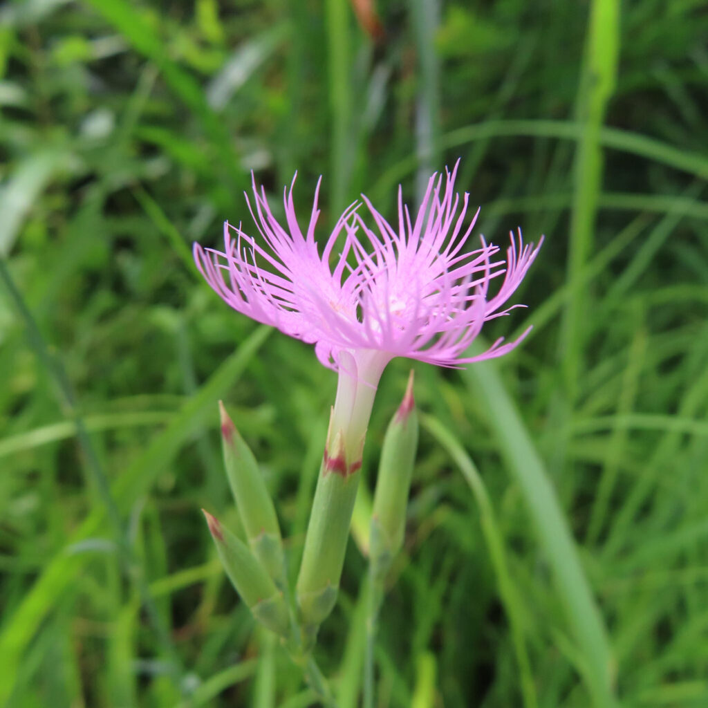 つぼみとともに咲くカワラナデシコ、自然の中に咲く夏の草花