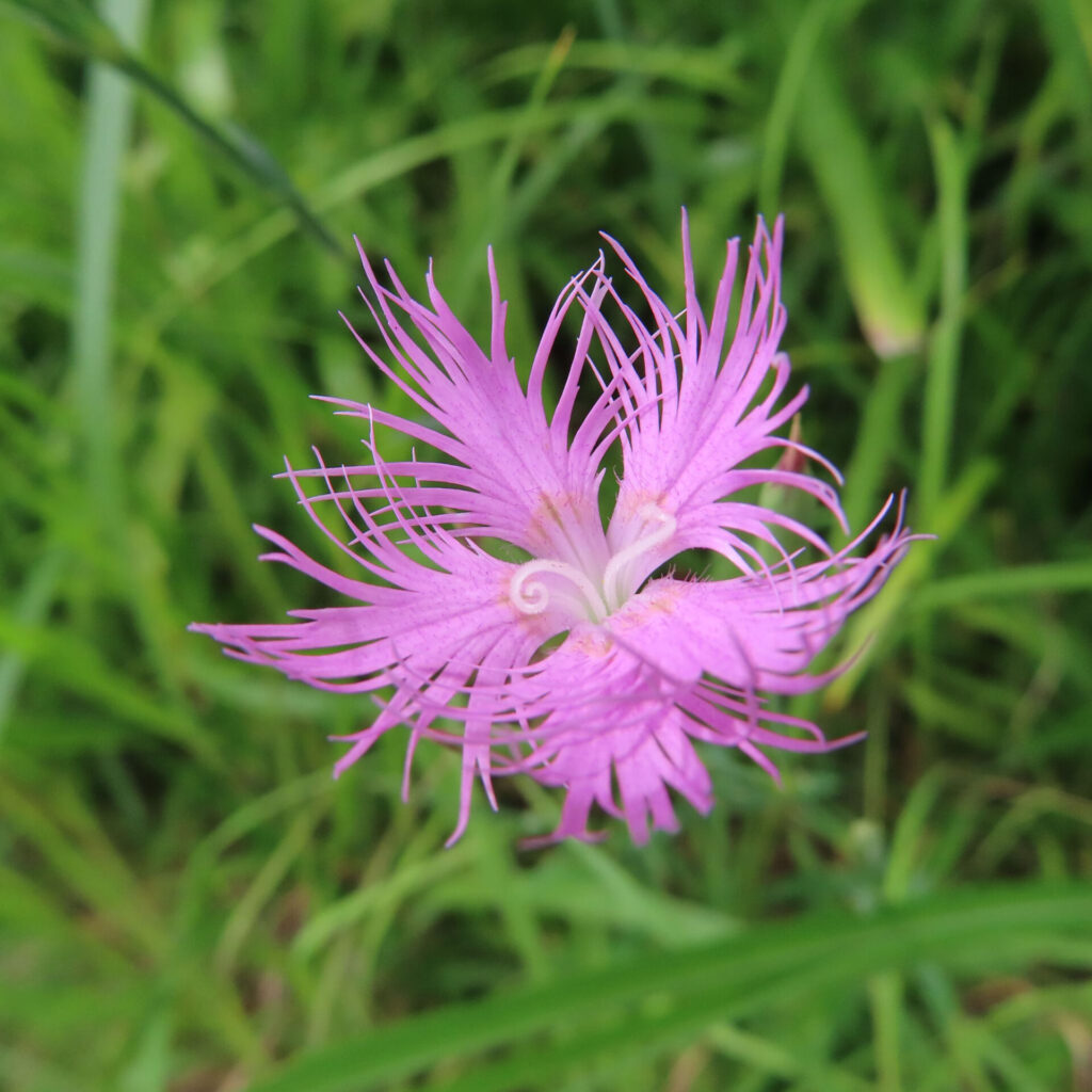 上から見たカワラナデシコの花、らせん状の美しい花弁が印象的