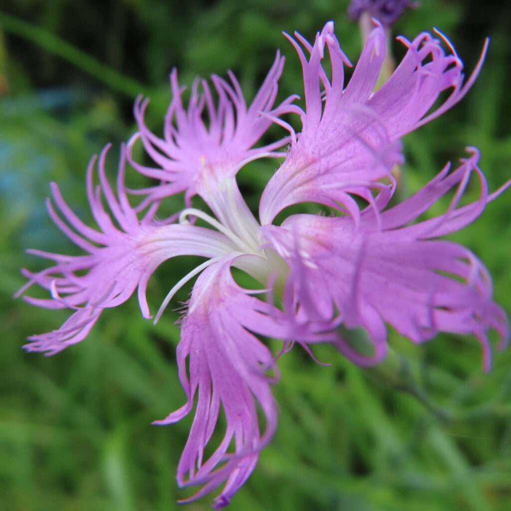 咲き誇るカワラナデシコを横から撮影、緑に映えるピンクの花