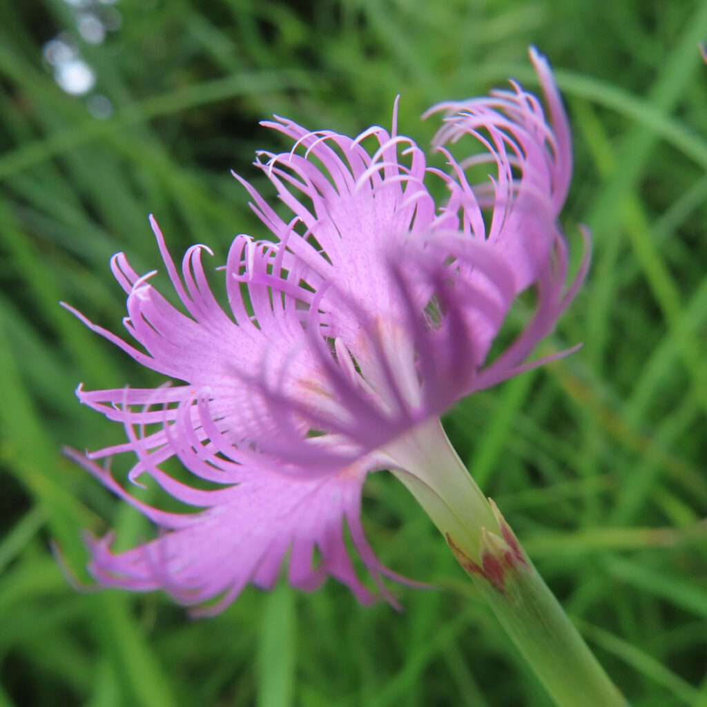 やわらかな光を受けるカワラナデシコの花、夏草に囲まれた自然美