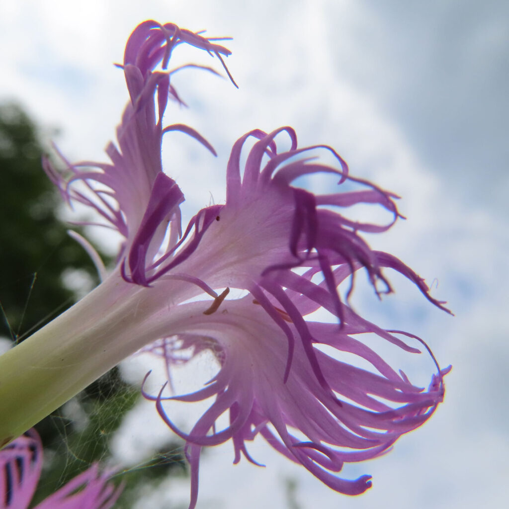 青空を背景に見上げたカワラナデシコの花、ダイナミックな構図