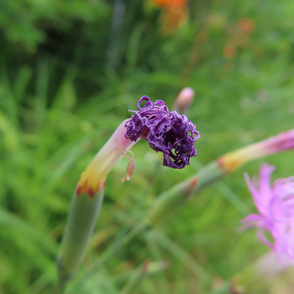 しおれたカワラナデシコの花後の姿、季節の移ろいを感じる一枚