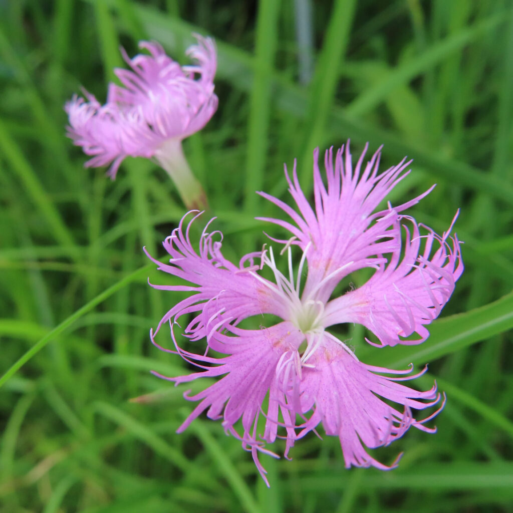 二輪並んで咲くカワラナデシコ、奥行きのある夏の花景色