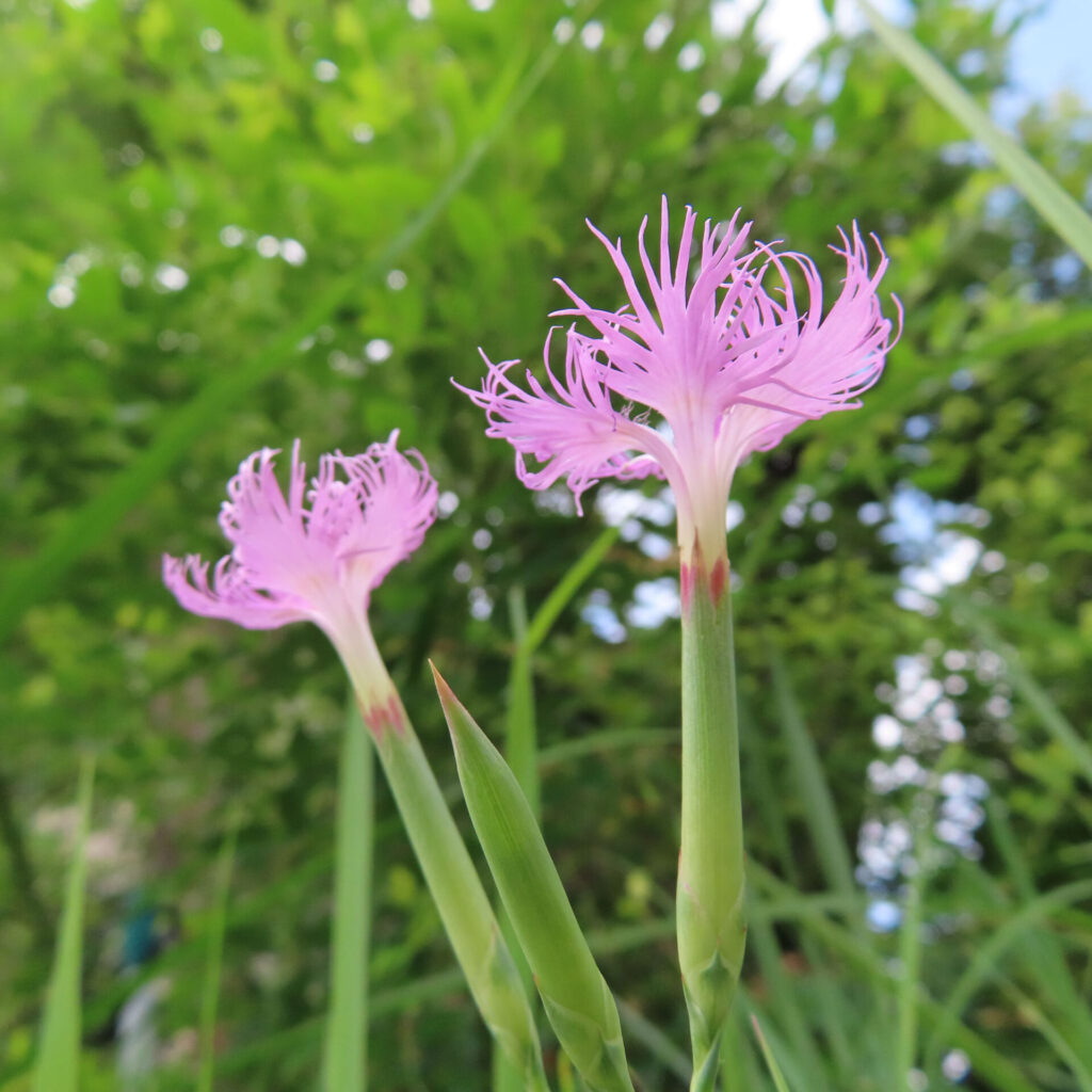 背丈のあるカワラナデシコが草むらに咲く様子、初夏の日本の風景