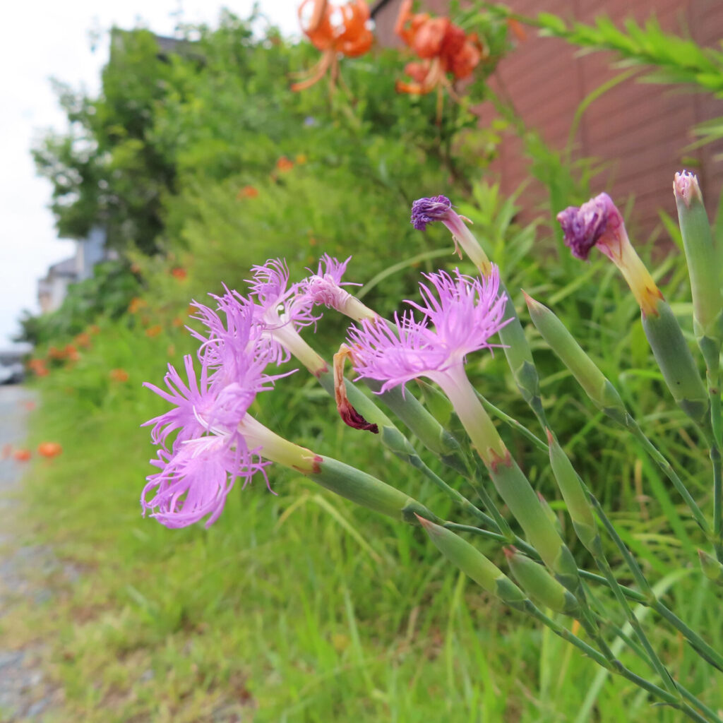 道路脇に咲き乱れるカワラナデシコ、オニユリと共演する野草風景