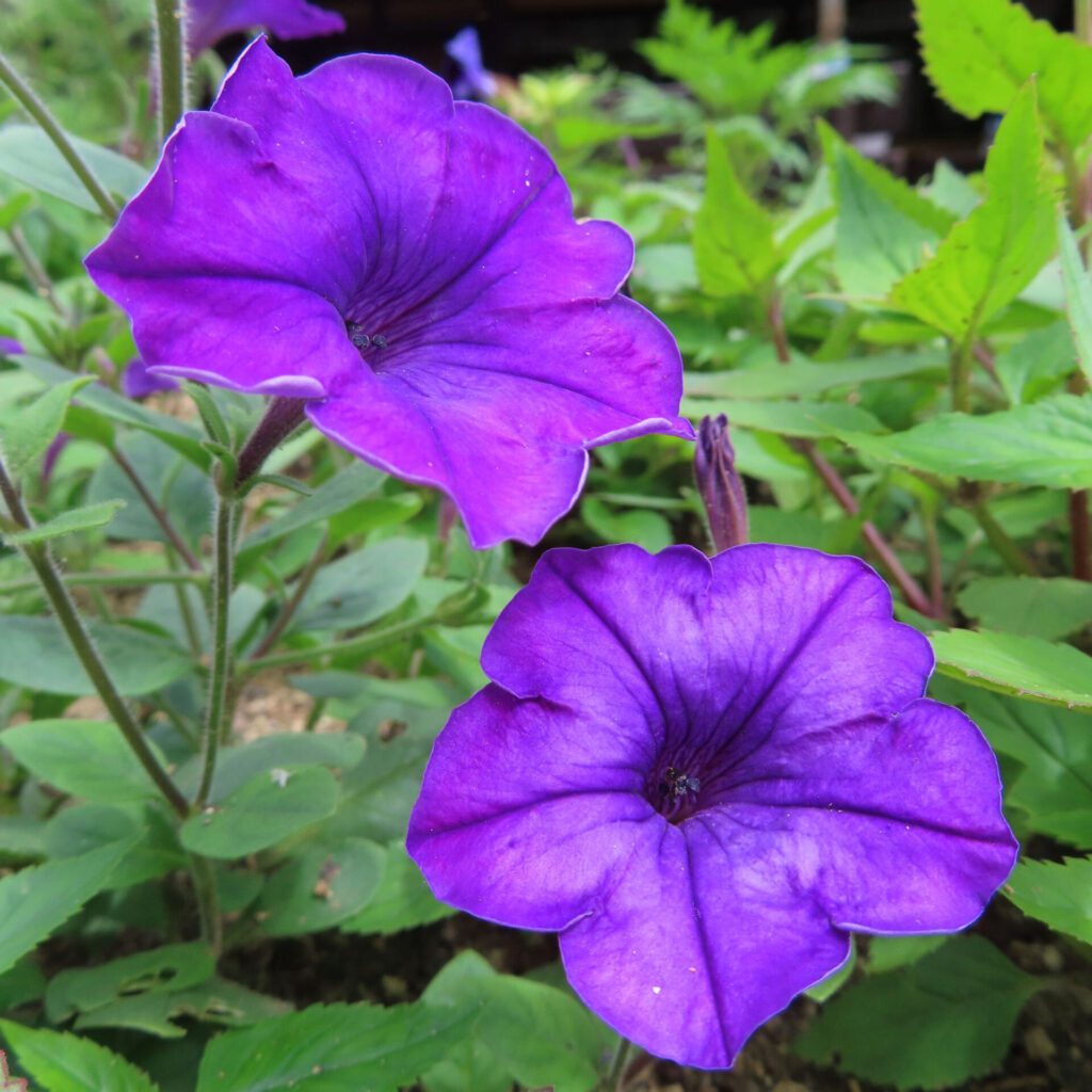 鮮やかな紫色のペチュニアが緑の葉に映えるペア構図の花写真