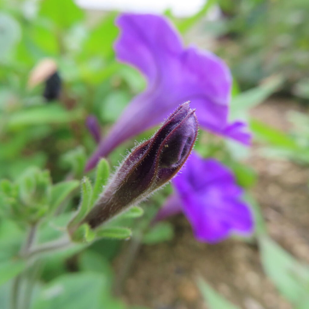 紫色のペチュニアのつぼみと背景の花が柔らかく写る接写写真