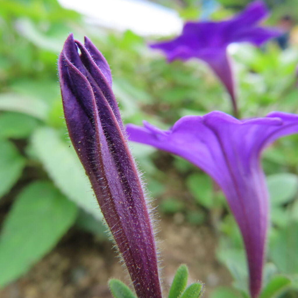 紫のペチュニアのつぼみと背景の開花した花を写した接写写真
