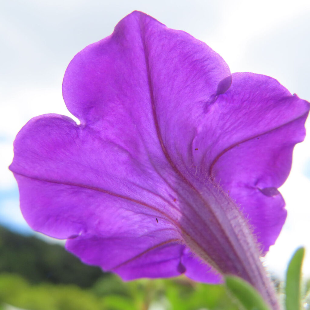 青空を背景に紫色のペチュニアの花びら裏側を写した写真