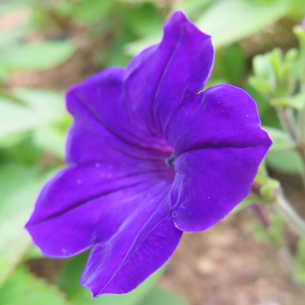 鮮やかな紫色のペチュニアが咲く夏の庭のクローズアップ写真