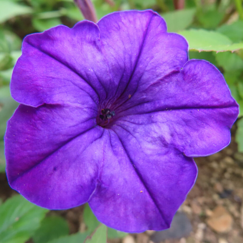 花芯までくっきりと見える濃い紫のペチュニアを正面から写した写真