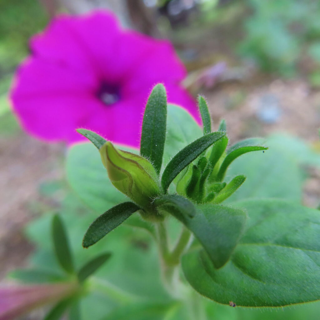 ピンクのペチュニアを背景に若いつぼみが映る初夏の花写真
