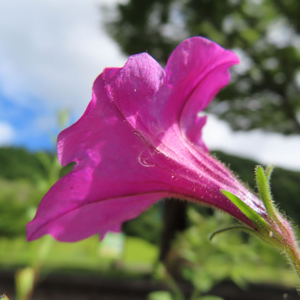 逆光で透けるピンク色のペチュニアの花を横から捉えた写真