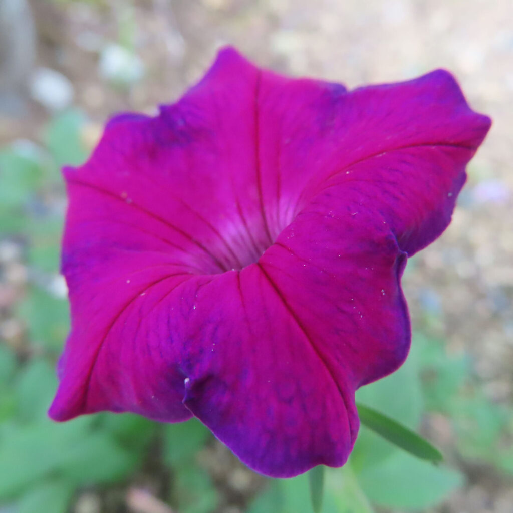 赤紫と青紫が混ざり合うペチュニアの花のクローズアップ写真