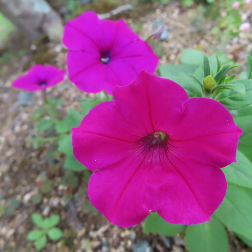 鮮やかなピンク色のペチュニアの花が咲く夏の庭園の集合写真