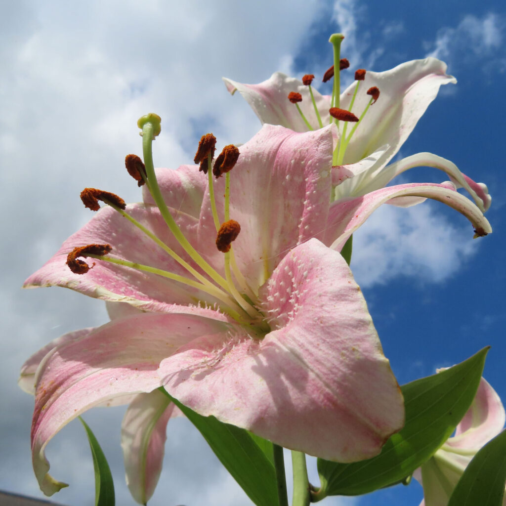 青空の下で咲き誇る二輪のカサブランカ、立体感ある構図