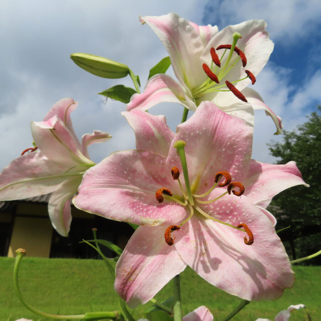 群生するピンク色のカサブランカ、緑の庭に映える姿