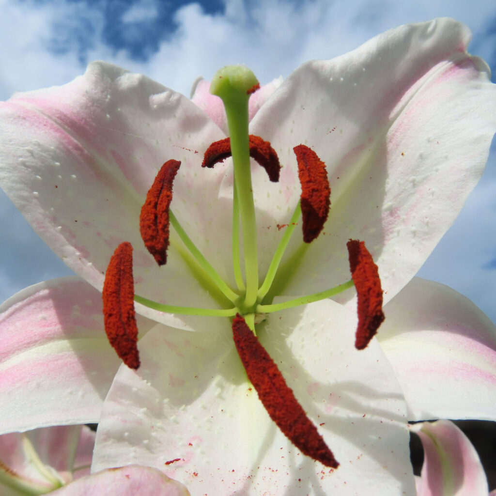 花粉が際立つ白とピンクのカサブランカを正面から撮影