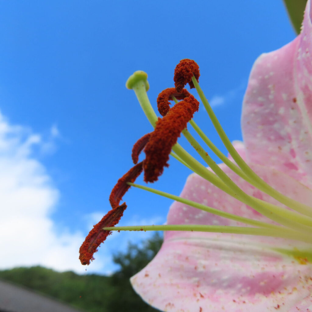 青空を背景に赤い花粉をつけたカサブランカの雄しべのマクロ写真