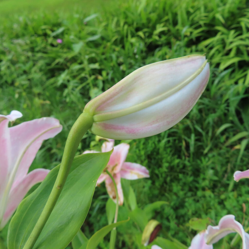 淡くピンクがかったカサブランカのつぼみ、開花直前の姿