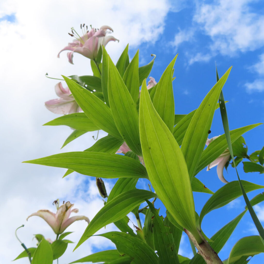夏の空に映えるカサブランカの緑の葉と花の群れを見上げる構図