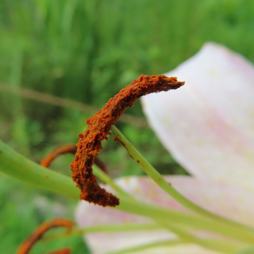 カサブランカの雄しべを極端に接写した花粉のディテール写真