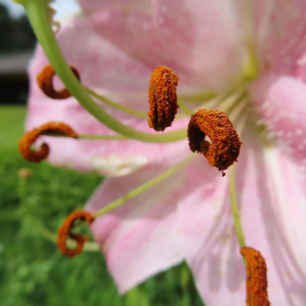 赤い花粉が目立つカサブランカの雄しべ、夏の日差しの中で撮影
