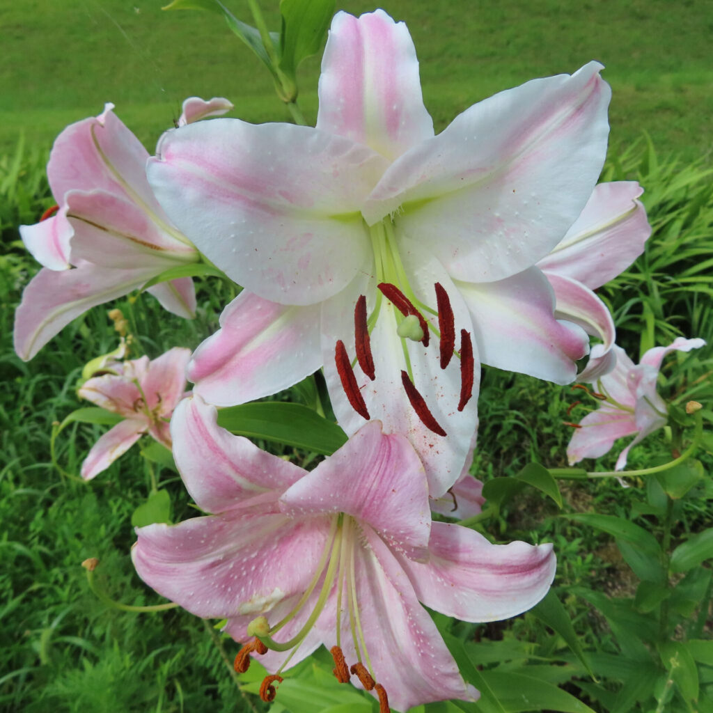 白とピンクの花びらが美しい満開のカサブランカの群れ