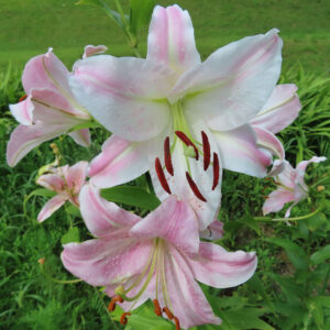 白とピンクの花びらが美しい満開のカサブランカの群れ