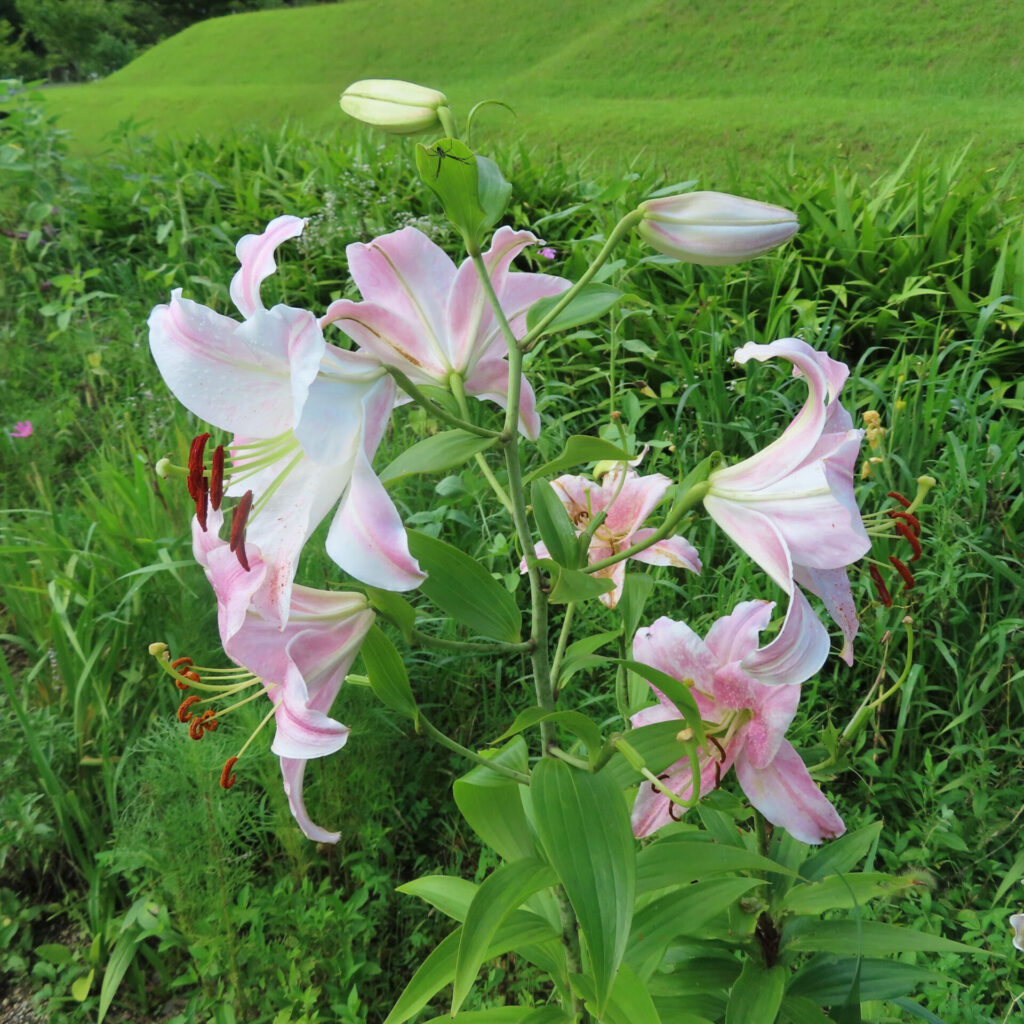 自然の草地に咲き誇るカサブランカの全体像、つぼみと花のコントラストが印象的